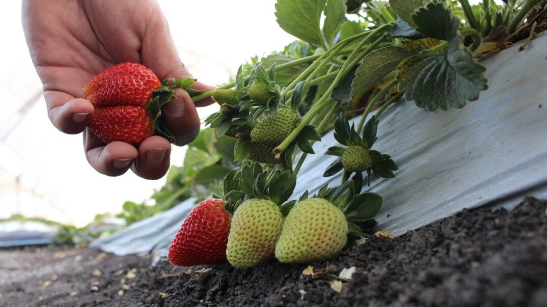 Dirección de Desarrollo descarta que el cultivo de fresa en Irapuato sea afectado por la sequía 