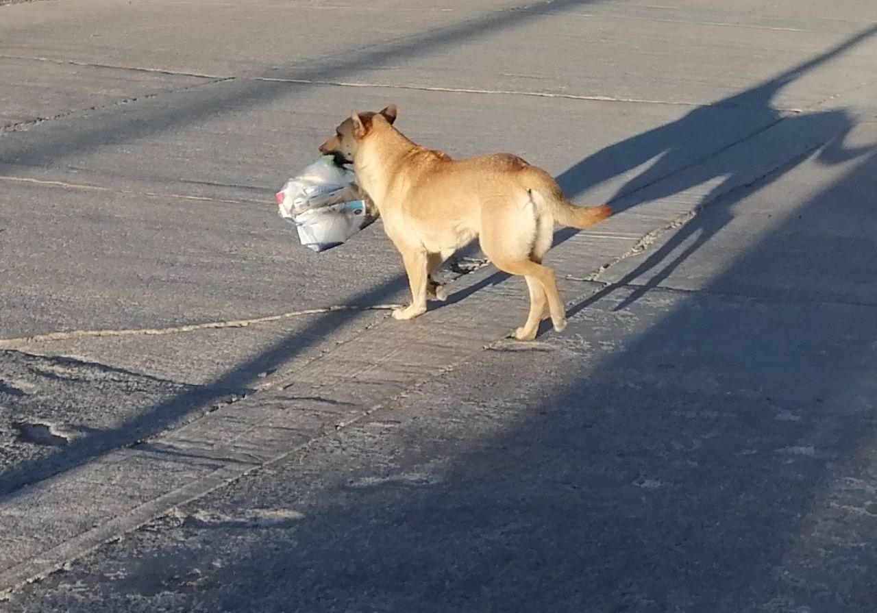 Exigen resolver problema de perros callejeros en Victoria, Guanajuato