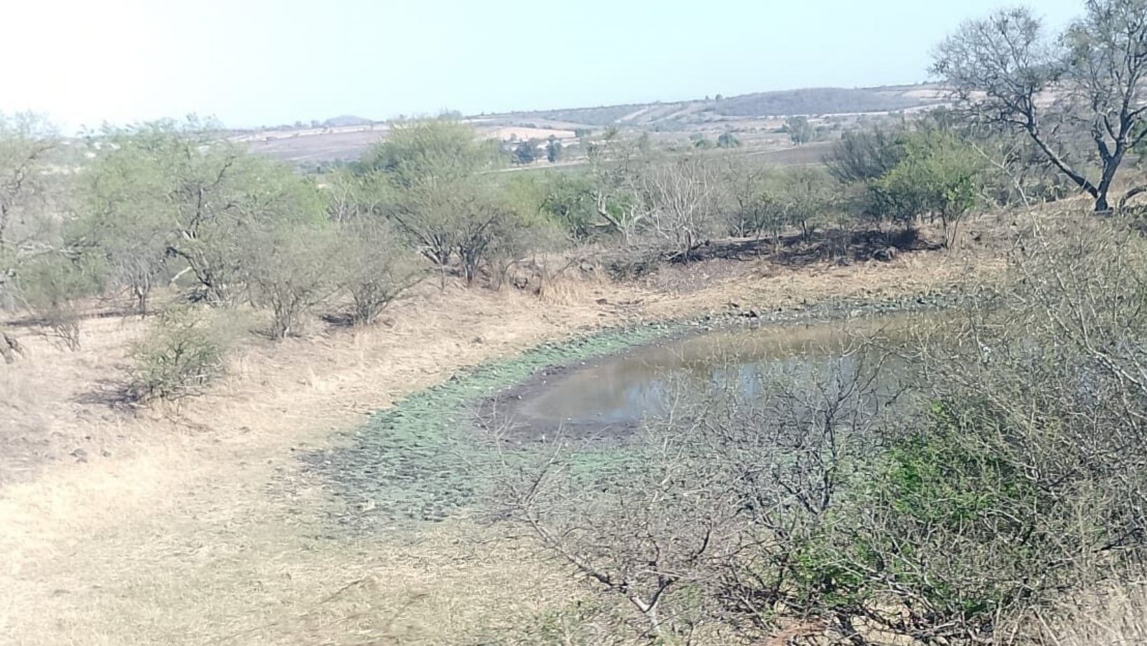  Por sequía en bordos, ganaderos se ven obligados a vender sus animales a bajos costos en Acámbaro