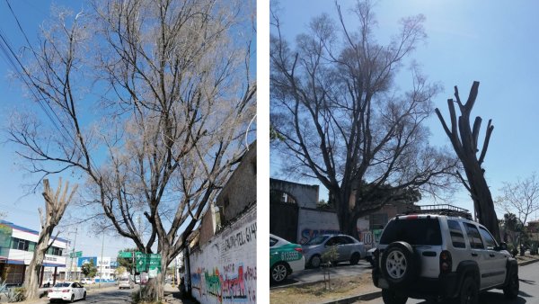 Mueren los icónicos laureles del Palo Seco en Celaya