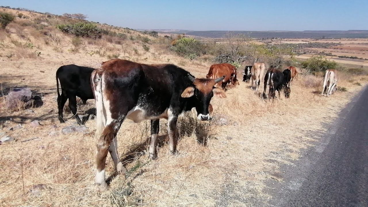 Campesinos en La Campana, Salamanca malbaratan sus animales para no verlos morir de sed