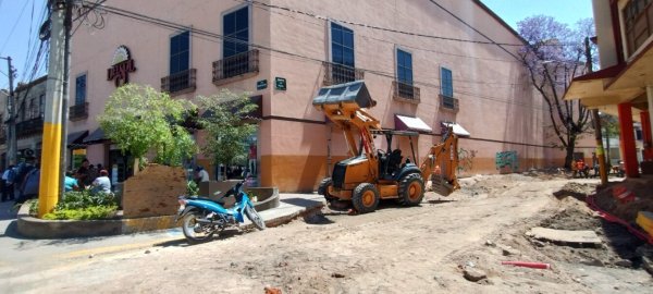 Por obras públicas, reubican árboles de la calle Pípila de Irapuato 