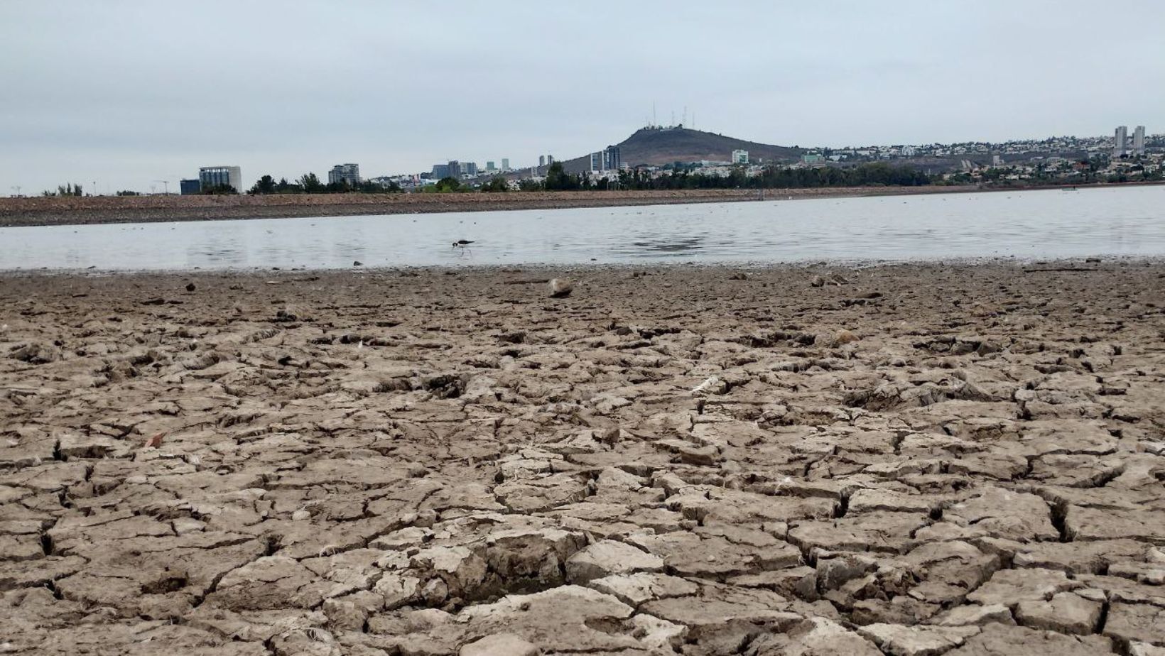 Sapal señala como inviable desazolvar presa del Palote en León para captar más lluvia