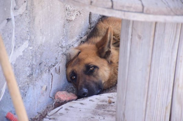 Perrita “Coqueta” sobrevivió a ser arrastrada por camioneta en La Sauceda, Guanajuato; ya está a salvo