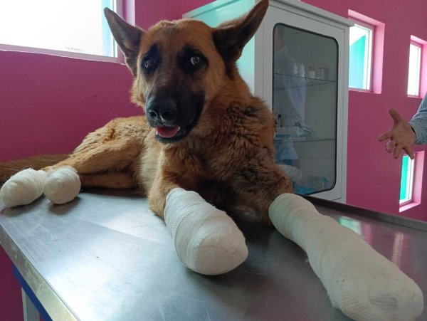 Exigen justicia para Coqueta, perrita que fue arrastrada por una camioneta en Guanajuato 