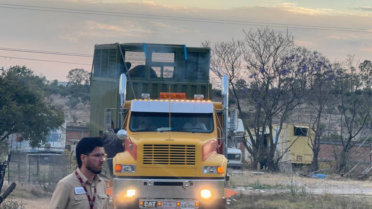 Elefanta Annie es trasladada a su nuevo hogar en zoológico de Ciudad de México 