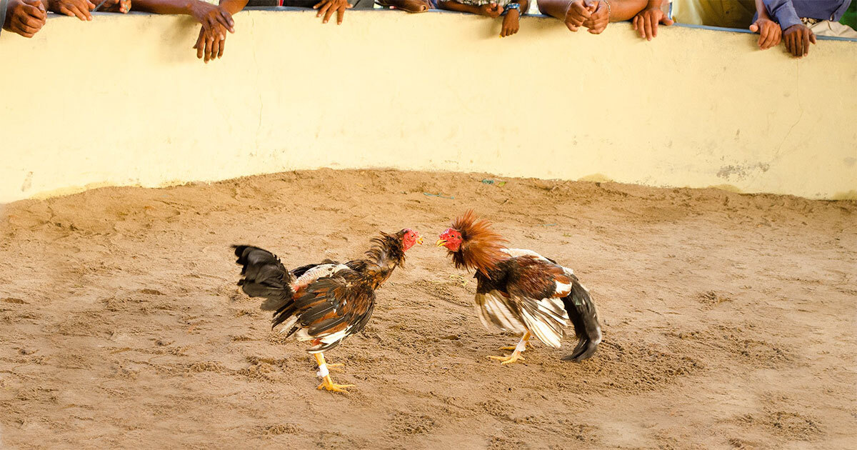 ¡Que siempre no! Descartan peleas de gallos en la Feria de las Fresas de Irapuato