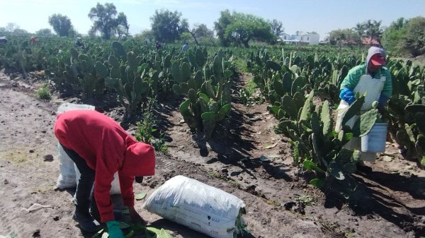 Amenaza a la industria la crisis en la producción de nopal en Valtierrilla