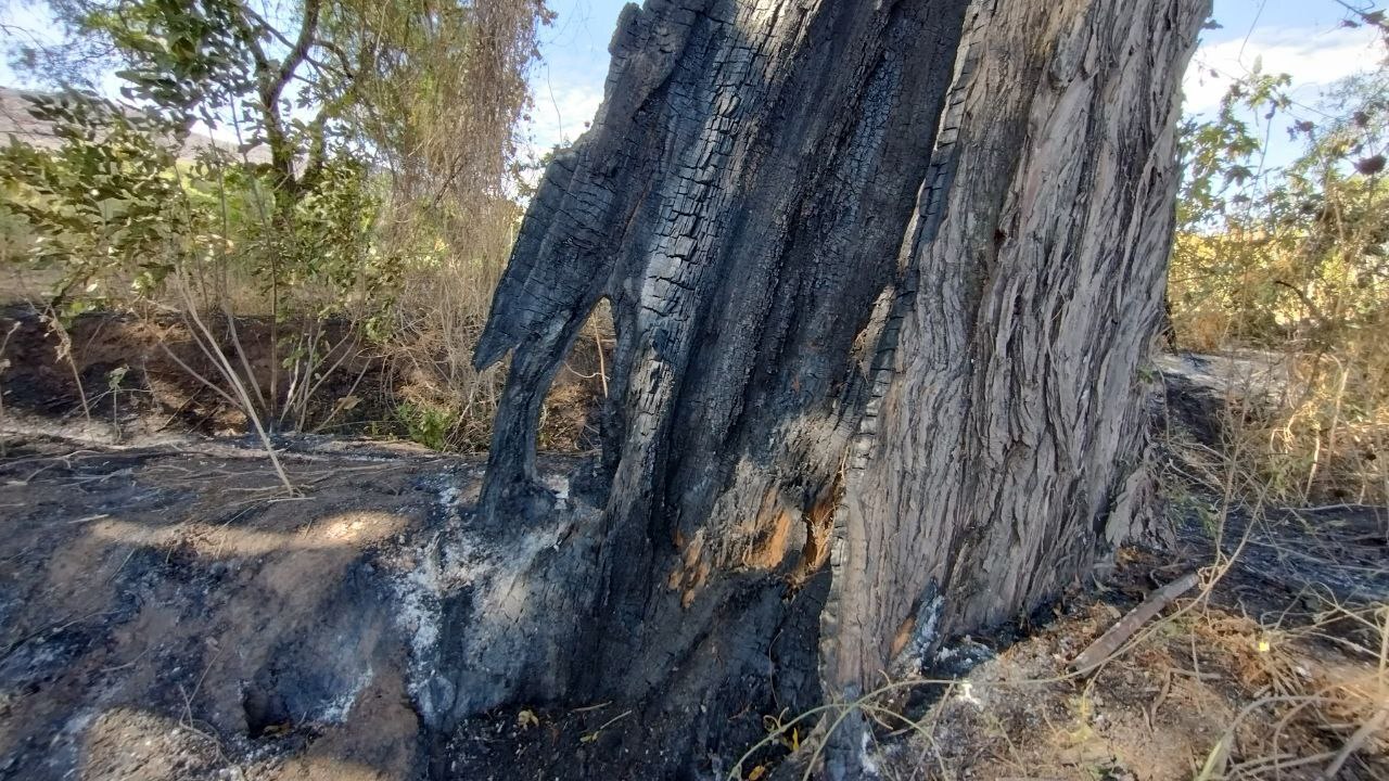 Queman sabinos de más de 300 años en Manuel Doblado; preocupa impacto ambiental 