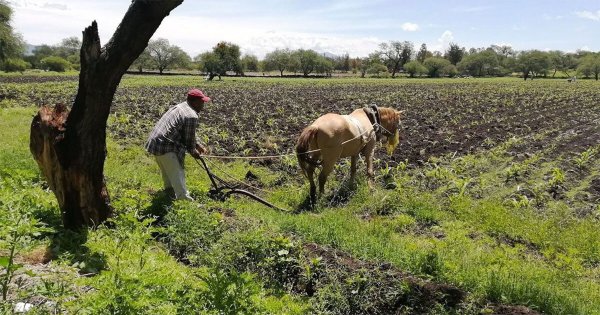 Guanajuato de los estados con mayor rezago en ahorro de agua en el campo