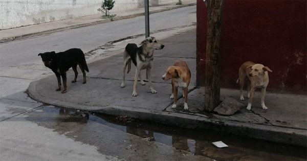 Envenenan a perritos en Piedras Pintadas de Xichú; matan hasta a lomitos con dueño 