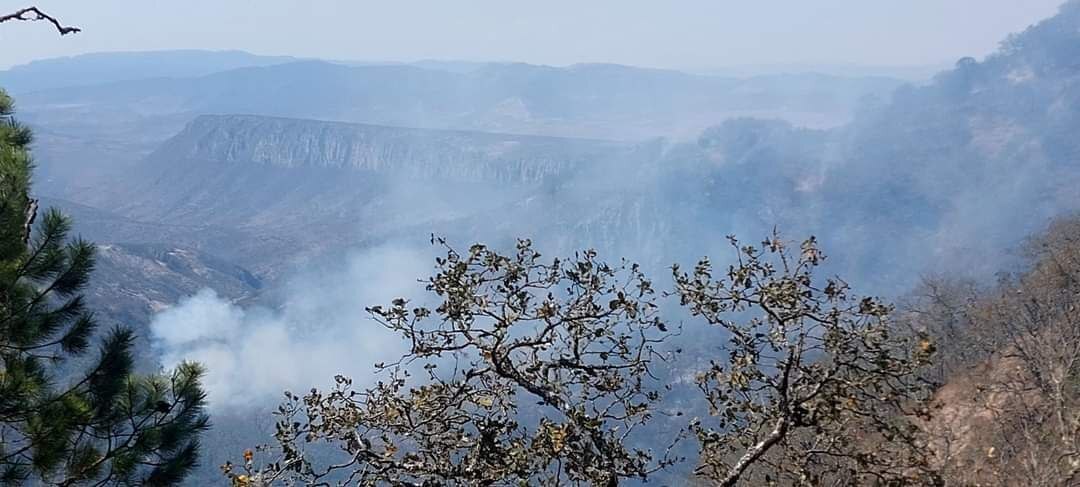 Incendio en El Pinalito, Victoria consume más de 4 hectáreas de vegetación	