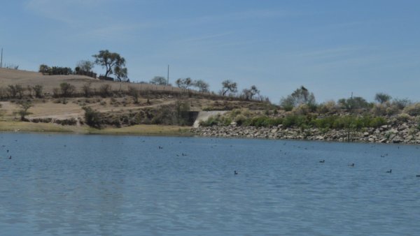 Ojo de Agua de León se convierte en refugio para las especies que huyeron de Presa del Palote