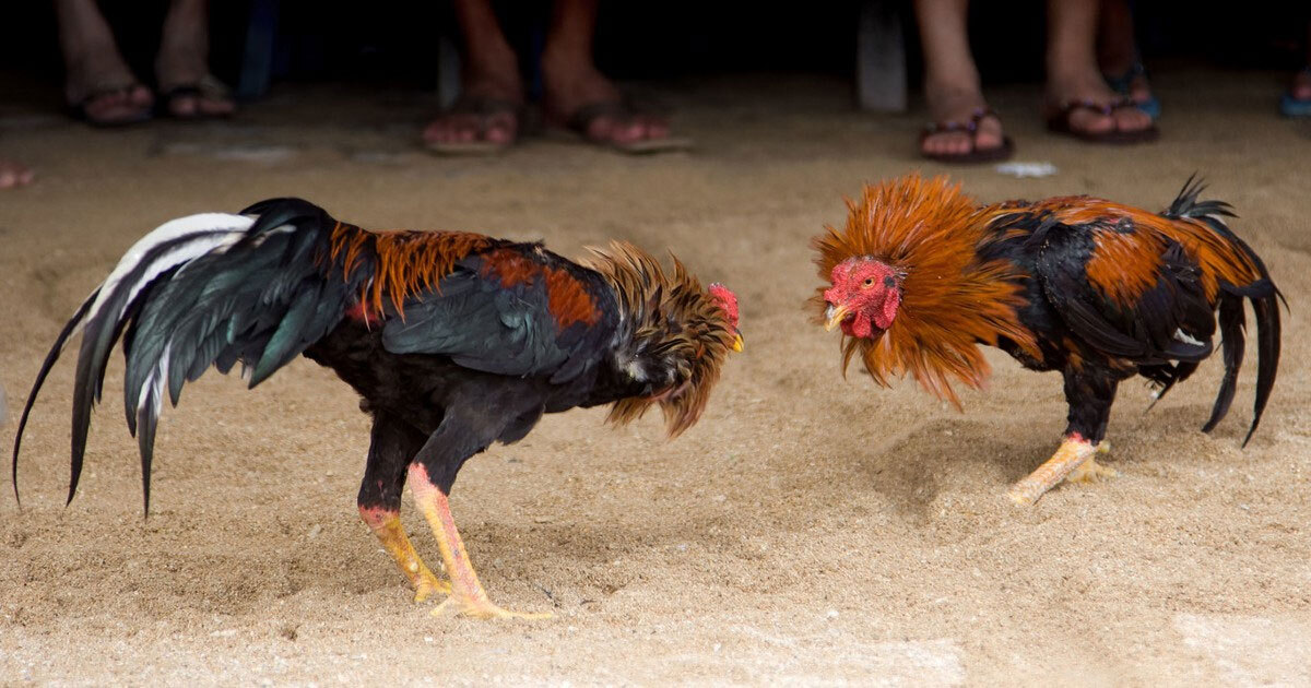 No permiten peleas de gallos en Acámbaro, pero igual las hacen