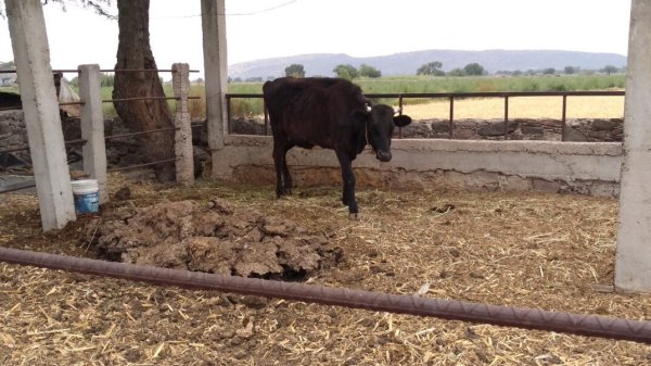 Sin apoyos y resintiendo la sequía, ganaderos de Guanajuato entran en crisis 