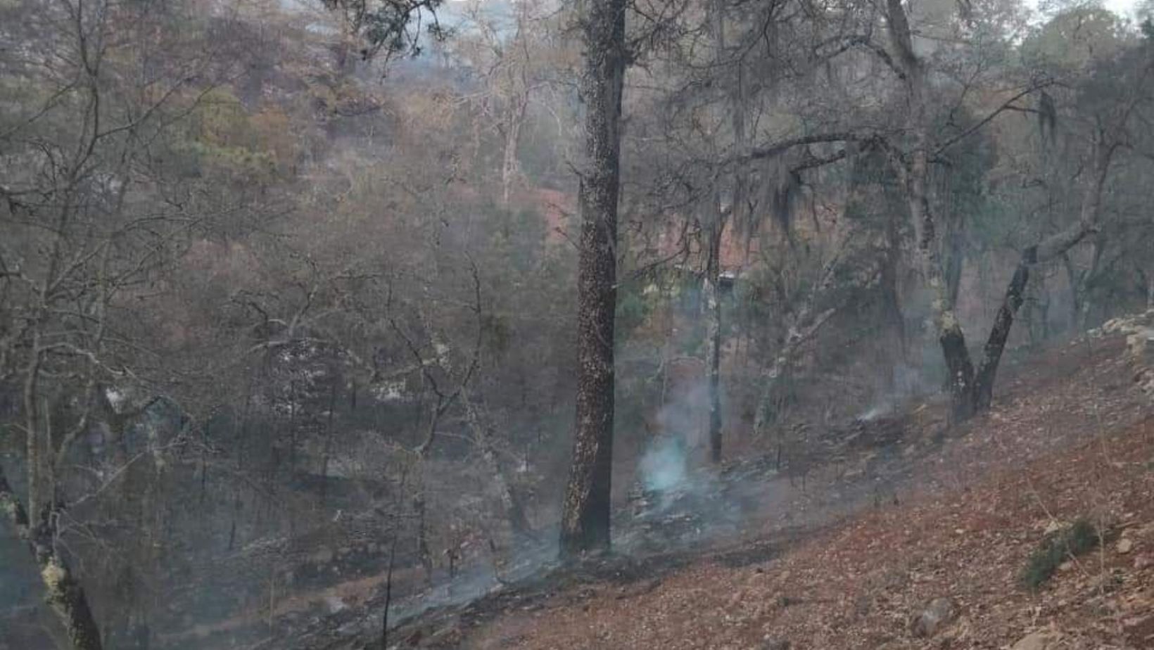  Voluntarios y vecinos sofocan incendio en la comunidad de Rancho de Guadalupe de Xichú