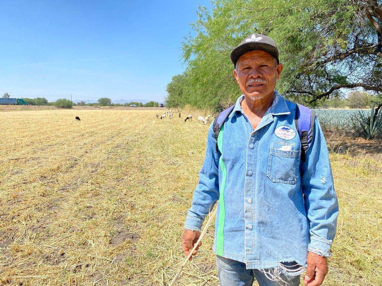 A sus 63 años, Miguel pastorea chivas en Silao ante el intenso clima y logrando pocas ganancias