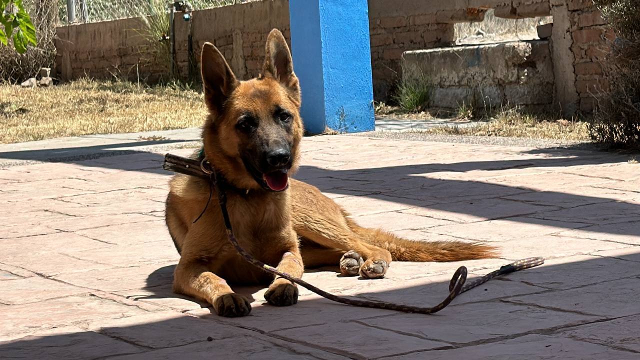 ¿Cómo sigue Coqueta, la perrita que sufrió maltrato animal en Guanajuato? Así va su estado 