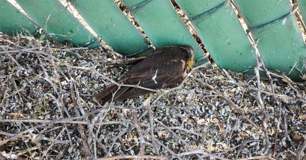 ¿Qué se sabe de la muerte de pajaritos en Irapuato? Acusan al calor y la contaminación 