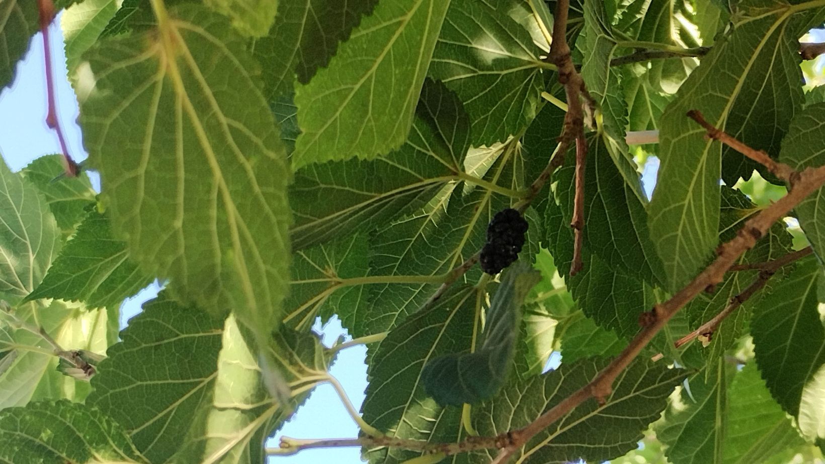 Árboles de moras son un tesoro de Irapuato que ha sobrevivido a la sequía ¿sabes dónde están?