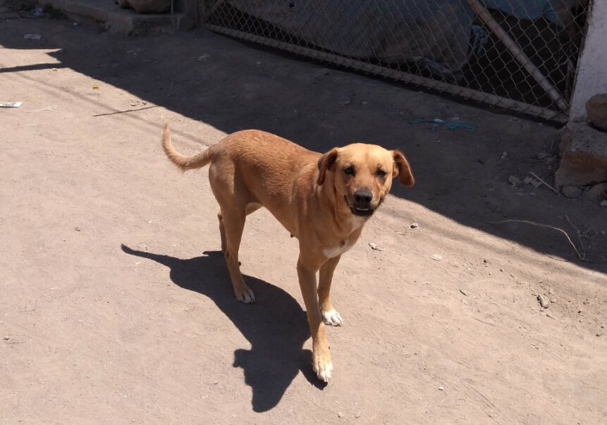 Irapuato tiene al menos 100 mil perritos en situación de calle; muchos fueron abandonados 