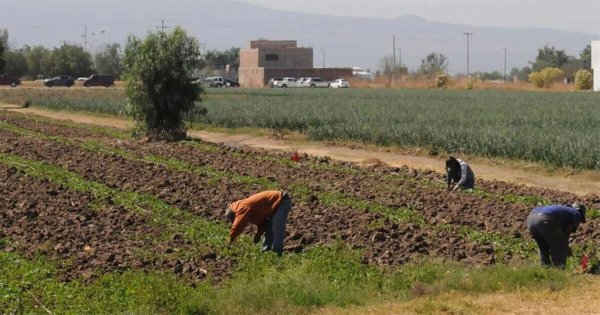 ¿Cómo apoyarán a campesinos en Acámbaro? Esto dicen la UCD y AMIUC