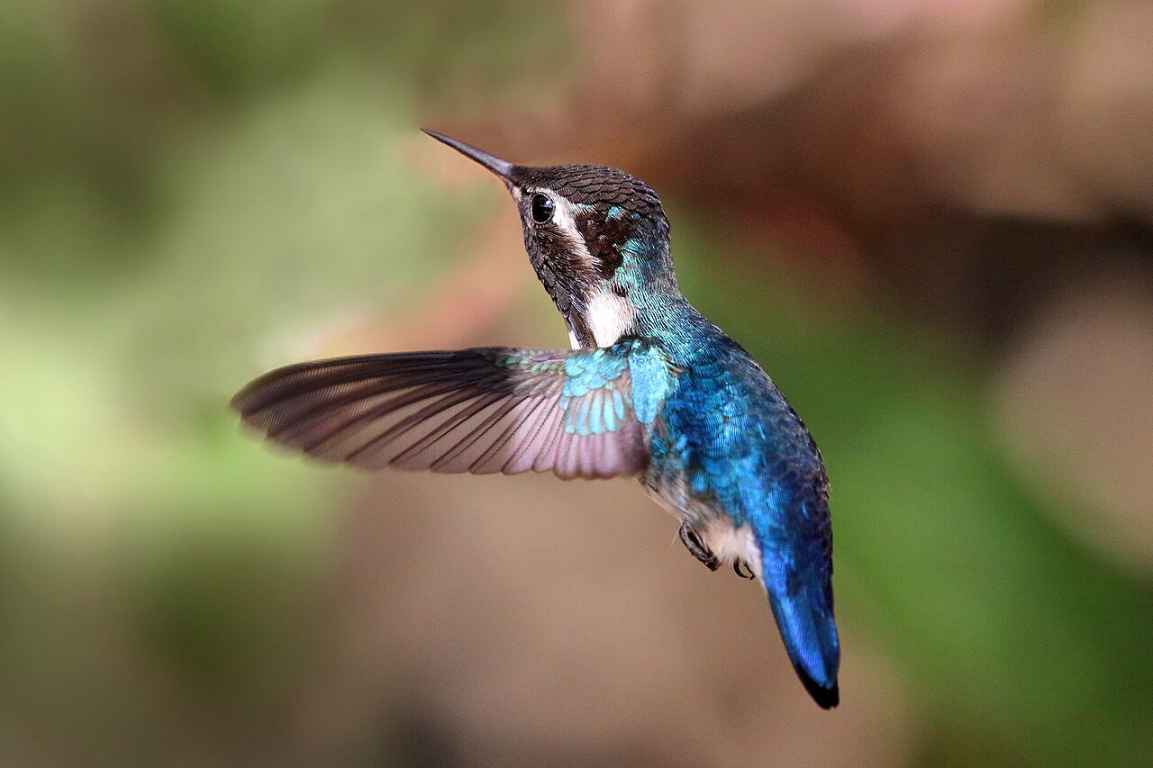 ¿Conoces al zunzuncito? El colibrí más pequeño del mundo es de este país 