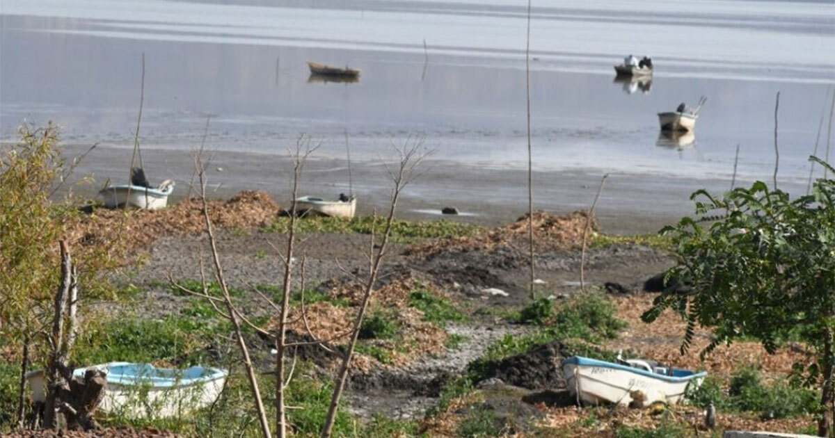 Sin esperanza, pescadores de la Laguna de Yuriria buscan al menos ‘un pececito’ para vender 