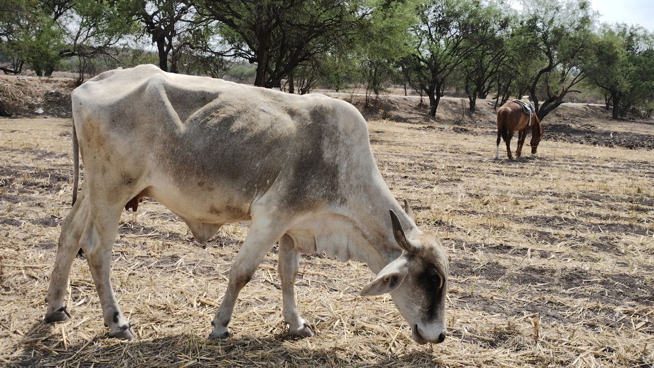 Pequeños ganaderos de Irapuato viven martirio con sus animales por falta de agua y alimento