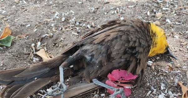 ¿Muerte de pajaritos en Salamanca es 'natural'? Esto dice especialista veterinario 