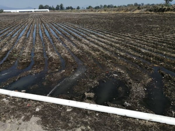 Campesinos de Guanajuato recurren a regar con aguas negras ante falta de agua