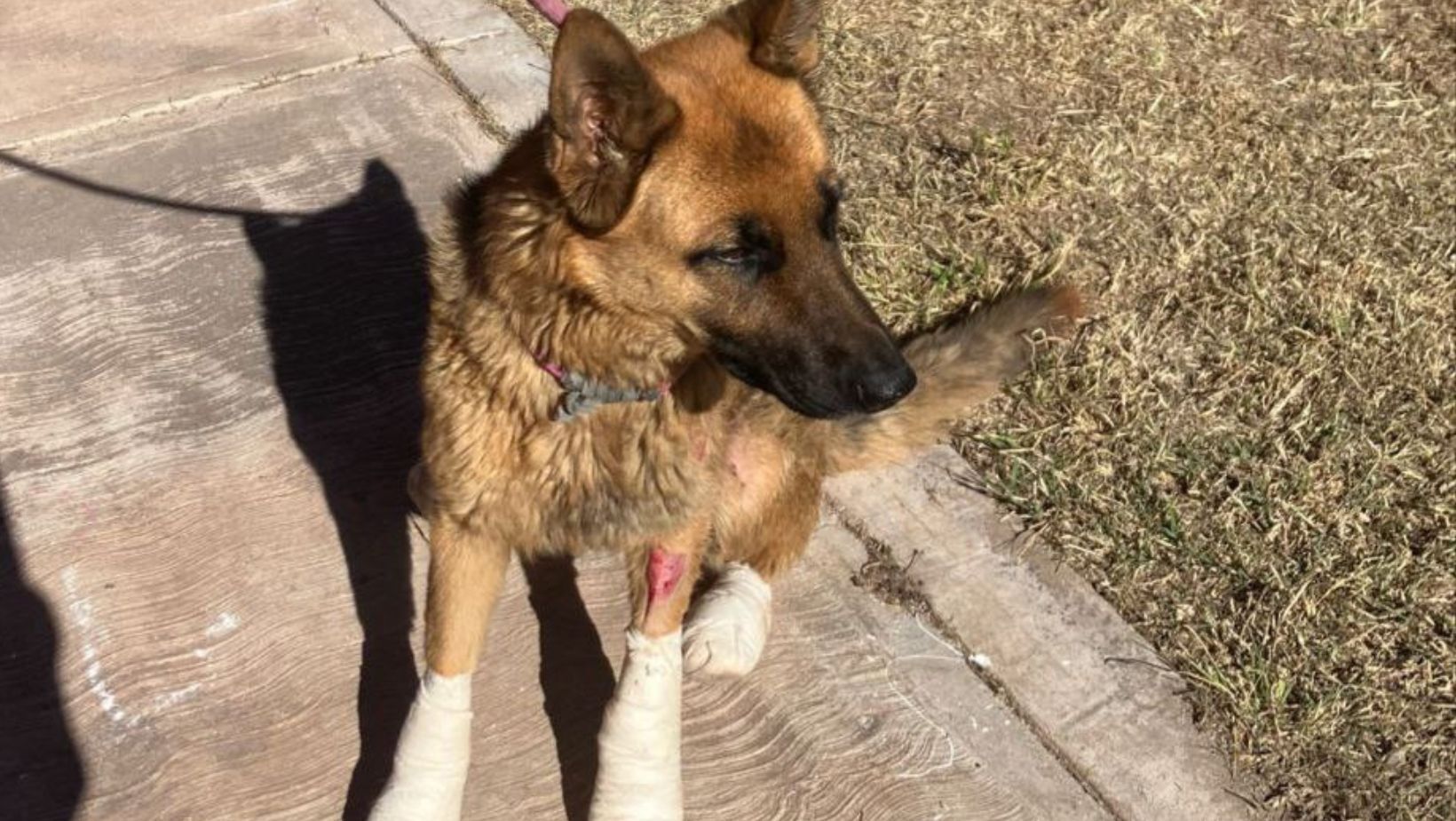 “Coqueta“ la perrita maltratada en La Sauceda de Guanajuato Capital se prepara para su adopción