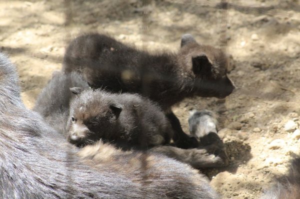 ¡Adorables! Nacen tres cachorros de lobo en el Zoológico de León