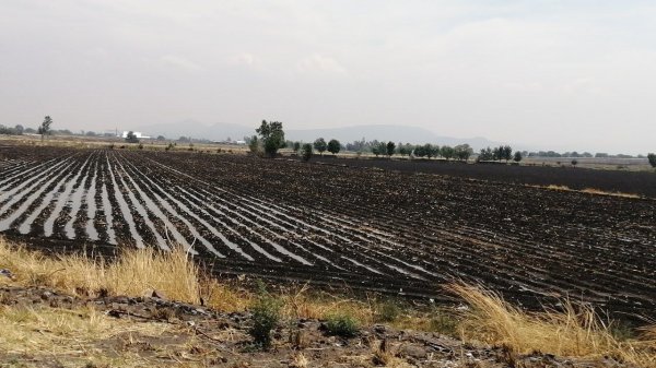  Quieren retrasar la siembra para contrarrestar sequía en Guanajuato 