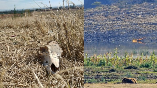 Pénjamo está al límite de la sequía pues la presas y represas se están secando