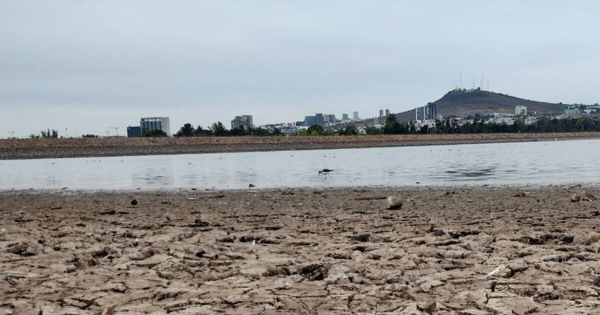 Por sequía, animales buscan agua en la Presa del Palote en León, pero solo encuentran lodo 