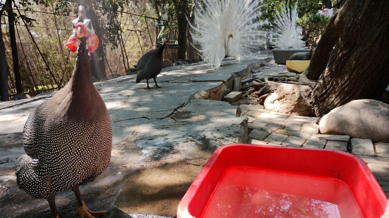 Video | Con agua, sueros y hasta paletas: así refrescan a los animales del Zoológico de Irapuato