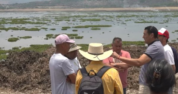 Promete Mauricio Trejo dejar libre de lirio a Presa Allende de San Miguel de Allende