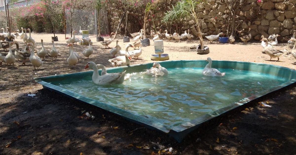 ¿Quieres ayudar a los patos de la Presa del Palote en León por la sequía? Es fácil