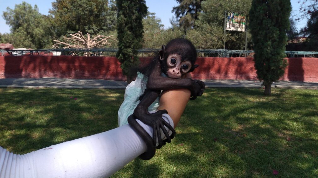 Video | Zoológico de Irapuato tiene nuevos habitantes: estos son los animalitos que han nacido 