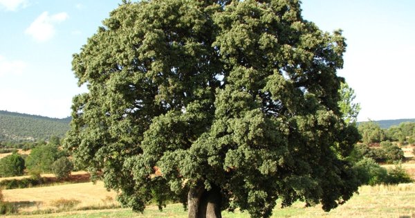 ¿Puedes plantar un árbol encino siempre verde en Guanajuato?