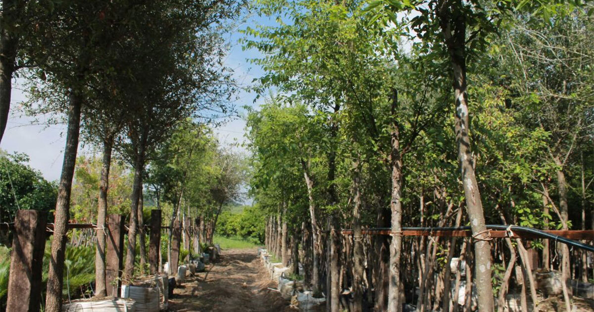 ¿Qué árboles puedes plantar ante la ola de calor y la sequía en Guanajuato? Toma estos consejos 