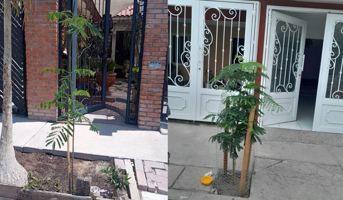 Vecinos se cansan del calor en León y deciden reforestar calles 