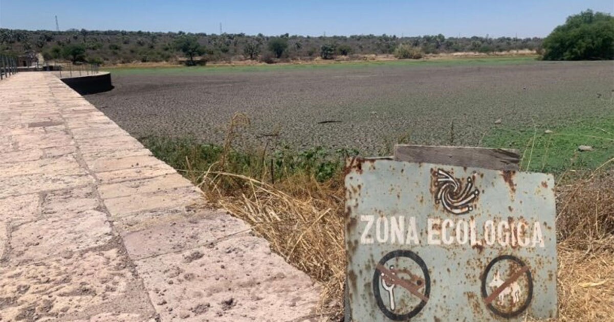 Sequía impacta Charco del Ingenio en San Miguel de Allende: especies abandonan jardín botánico