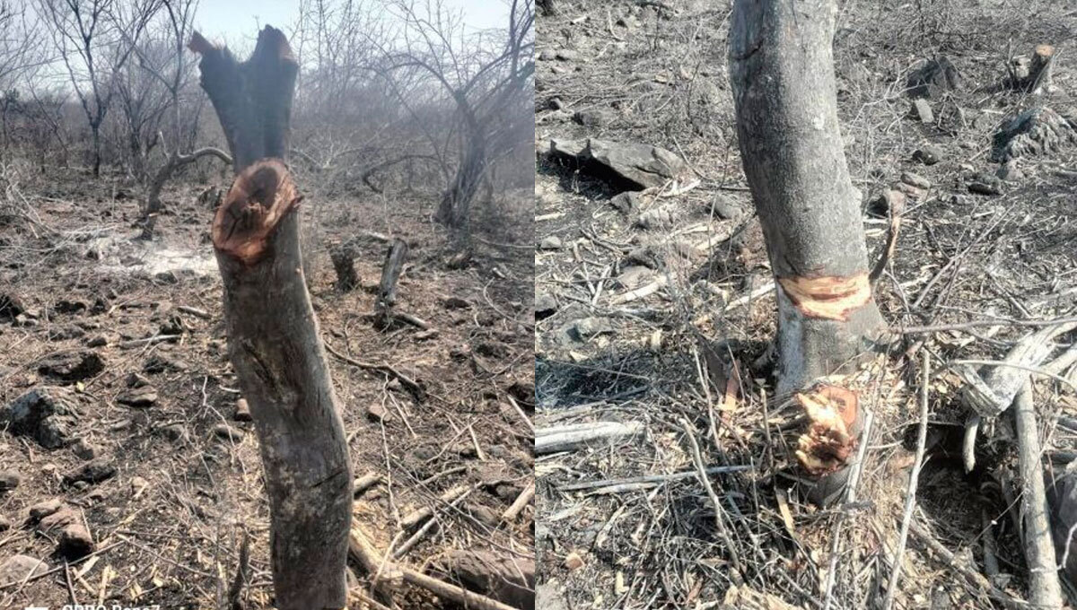 Planeta Cuatro denuncia tala ilegal en áreas protegidas de Irapuato