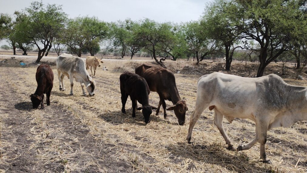 Sequía ha dejado en la quiebra a ganaderos en Guanajuato; animales sufren por sed 