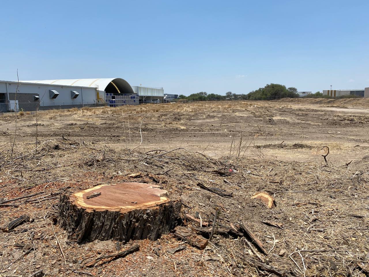 Por tala de 50 árboles en Puerto Interior, empresa plantará al menos 500 nuevos ejemplares 