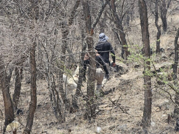 Colectivos buscan a persona desaparecida en cerro de la comunidad El Avispero en Pénjamo 