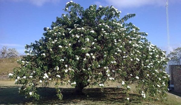 ¿Quieres plantar cazahuate en Guanajuato? Así es este bello árbol nativo