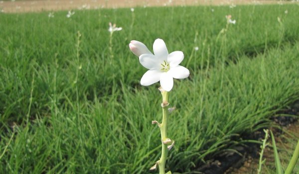 ¿Sabías que puedes plantar nardos en tu casa? Esto necesita esta flor